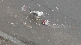 Seagull eats pigeon while cat watches