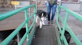 Pinga Paws Hurt