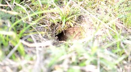 CRICKET OUT OF THE HOLE