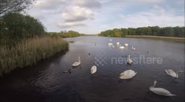 Time Lapse of Swans