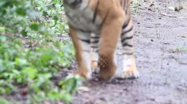 Biggest male tiger sighting!