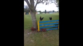 Depressed cockerel FAIL
