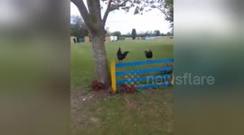 Newsflare Edit - Depressed cockerel FAIL