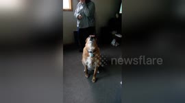 Dog called Chewie actually sounds like Chewbacca
