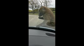 Baboon wrecking my car at knowsley safari park!!