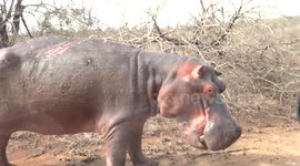 'Angry' hippo attacks car in South Africa