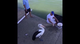 Pelican Rescue Mandurah