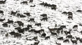 Deer herds foraging in snow and blizzards in the Cairngorms, Scotland, April 2017