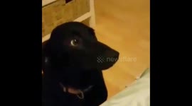 Funny Guilty Dog - Who ate my phone charger