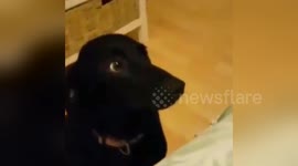 Newsflare Edit - Funny Guilty Dog - Who ate my phone charger