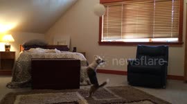 Dog obsessed with catching balloon