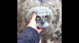 Petting a wild great horned owlet
