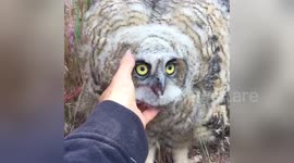 Great horned owl loves being stroked