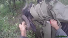 Wildebeest rescued from poacher's snare