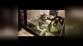 Malamute dad pulls brilliant facial expression after a long day 'babysitting' the puppies