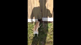 Dogs making friends through fence