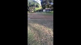 Happiness is this Dog Running Toward You