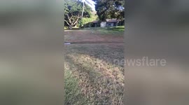 Newsflare Edit - Happiness is this Dog Running Toward You
