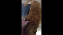 dog cries when owner comes home