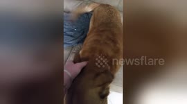 Newsflare Edit - dog cries when owner comes home