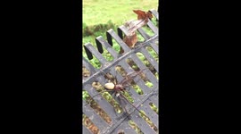 Particularly large sheetweb spider found in New Zealand