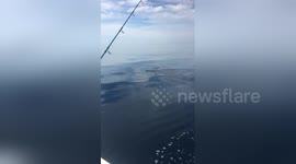 Newsflare Edit - Great White Busselton