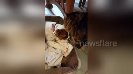 Newsflare Edit - Caesar loves baby Gertrude