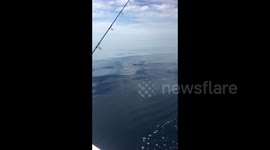Massive great white shark makes beeline for small fishing boat