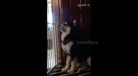 Mannequin Challenge ~ Lonzo