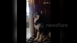 Newsflare Edit - Mannequin Challenge ~ Lonzo