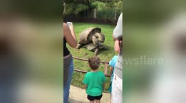 Giant tortoises start mating 'vigorously' in front of zoo visitors