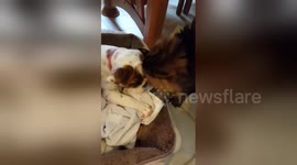 Newsflare Edit - Elderly cat meets new family dog for the first time