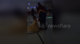 Newsflare Edit - Beauty and the beast father daughter dance