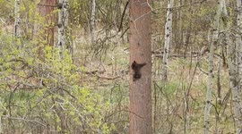 Tiny bear cub climbs down tree