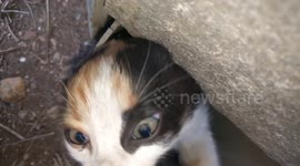 Kitten rescued from deep pipe