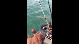 Shark attack Man wrestling shark and gets bitten