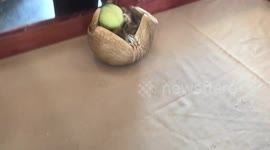 Rescue armadillo leaps on tennis ball and wraps it up