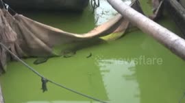 Algae turns freshwater lake in China completely green