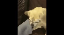 Thug life dog