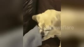 Newsflare Edit - Thug life dog