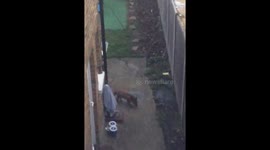 Fox in garden chased by Cat