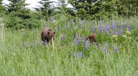 Newsflare Edit - Just some bear cubs playing in a field of beautiful Lupine flowers