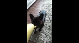 French Bulldog attacking a banana