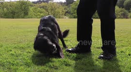 Adorable Collie has collected 51,000 golf balls in 12 years