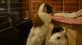Guinea pig gets food with singing