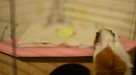 Working class guinea pig