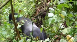 Silverback gorillas caught on camera mating by tourists on Gorilla Trek