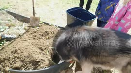 Alaskan malamute 'grieves' over dead pet koi carp