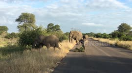 Elephant calf plays with branch in front of car in Kruger National park