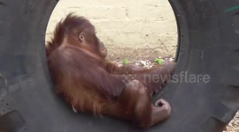 Orangutan youngster annoys mum while swinging on a tyre